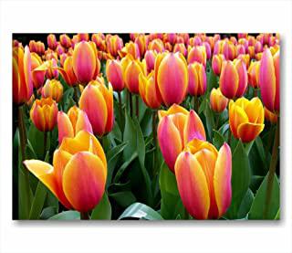 Recensioni di quadri fiori moderni