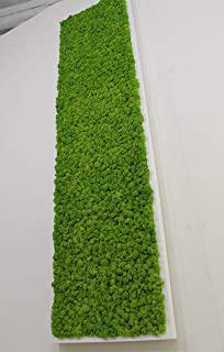 Recensioni di quadri vegetali