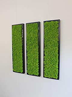 Recensioni di quadro lichene stabilizzato