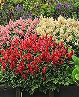 Recensioni di aiuola fiori giardino perenni