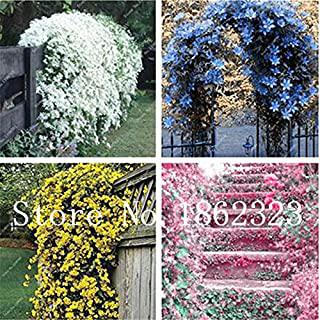 Recensioni di alberi da giardino perenni