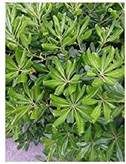 Recensioni di arbusti sempreverdi da giardino