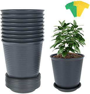 Recensioni di fiori da giardino elenco