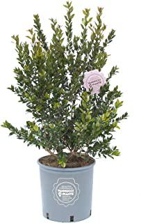 Recensioni di fiori da giardino sempre fioriti