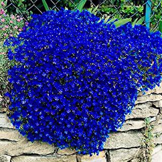 Recensioni di fiori da giardino
