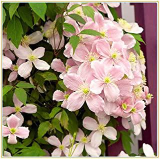 Recensioni di fiori estivi da giardino