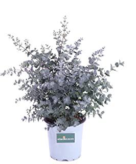 Recensioni di piante da giardino resistenti