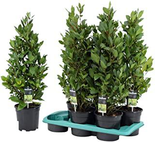 Recensioni di piante da giardino sempreverdi