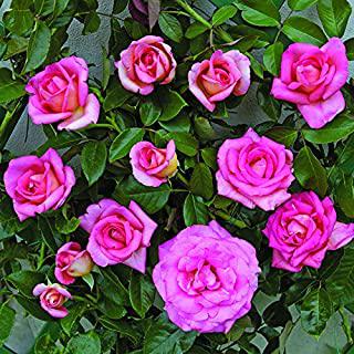 Recensioni di piante esotiche da giardino