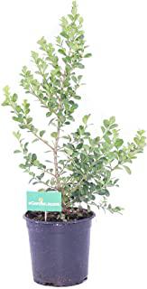 Recensioni di piante ornamentali da giardino