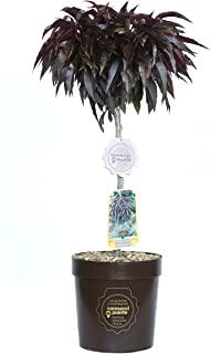 Recensioni di piante sempreverdi da giardino