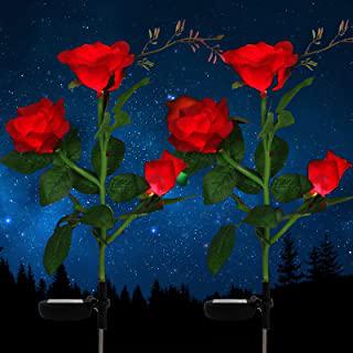 Recensioni di rose da giardino