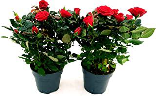 Recensioni di ulivo bonsai da giardino