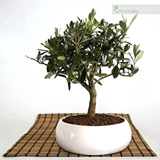 Recensioni di ulivo da giardino